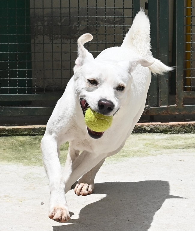Fotografia do cachorrinho Rás. Ele é todo branco, e está correndo com uma bolinha verde na boca.